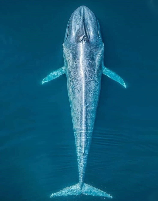 Blue Whale