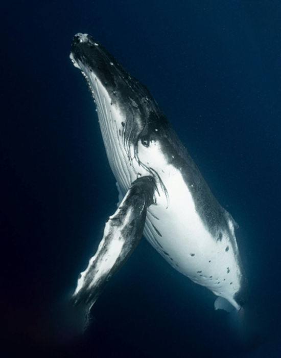 Humpback Whale