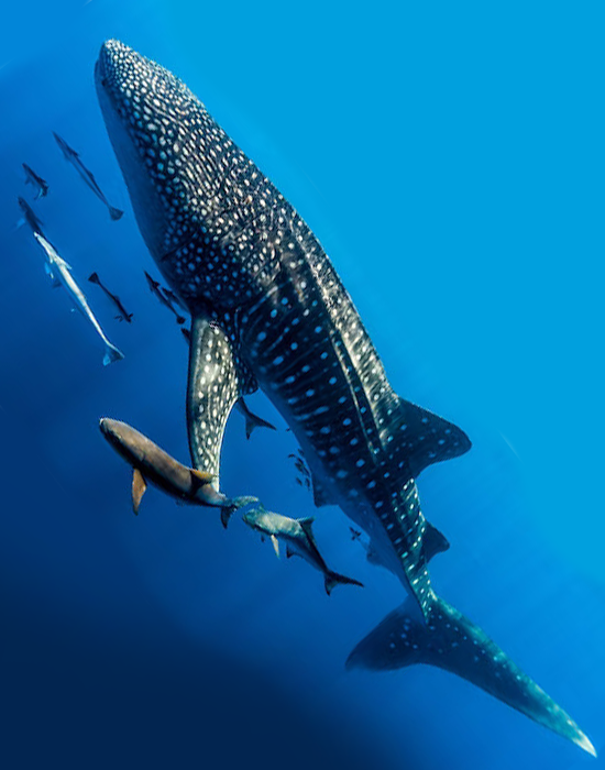 Whale shark